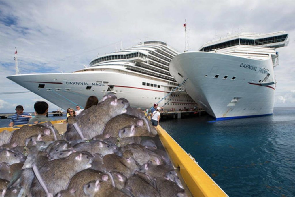 rats on cruise ship