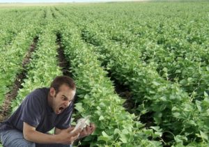 Strawberry farmer sad to find out he planted beans instead