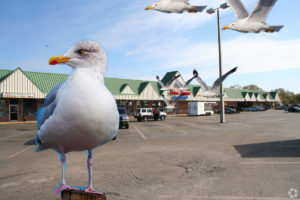 Seagulls spotted inland interpreted as sign of impending apocalypse