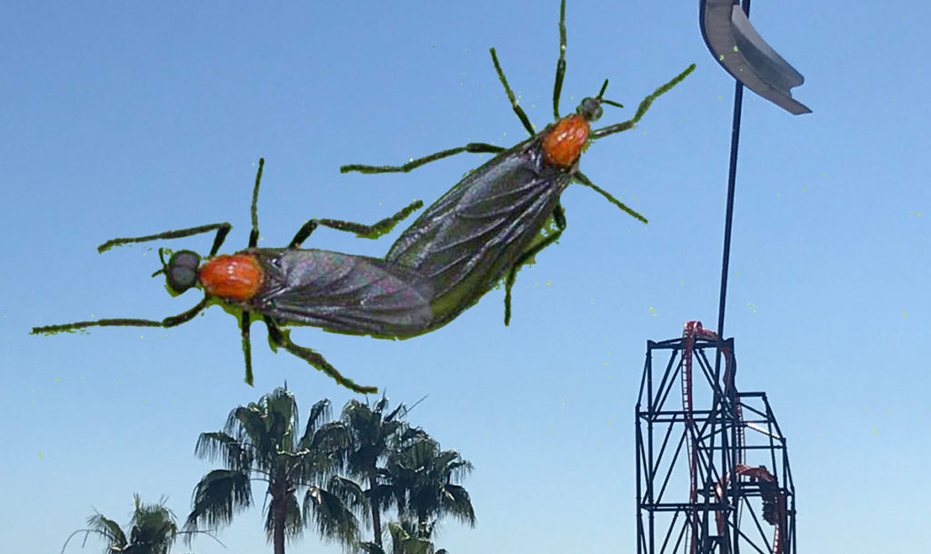 Love bugs ruin park goers trip to Busch Gardens