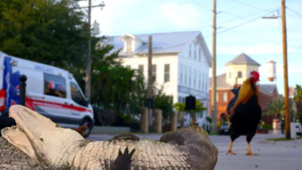 Gator impregnated by Ybor City Chicken