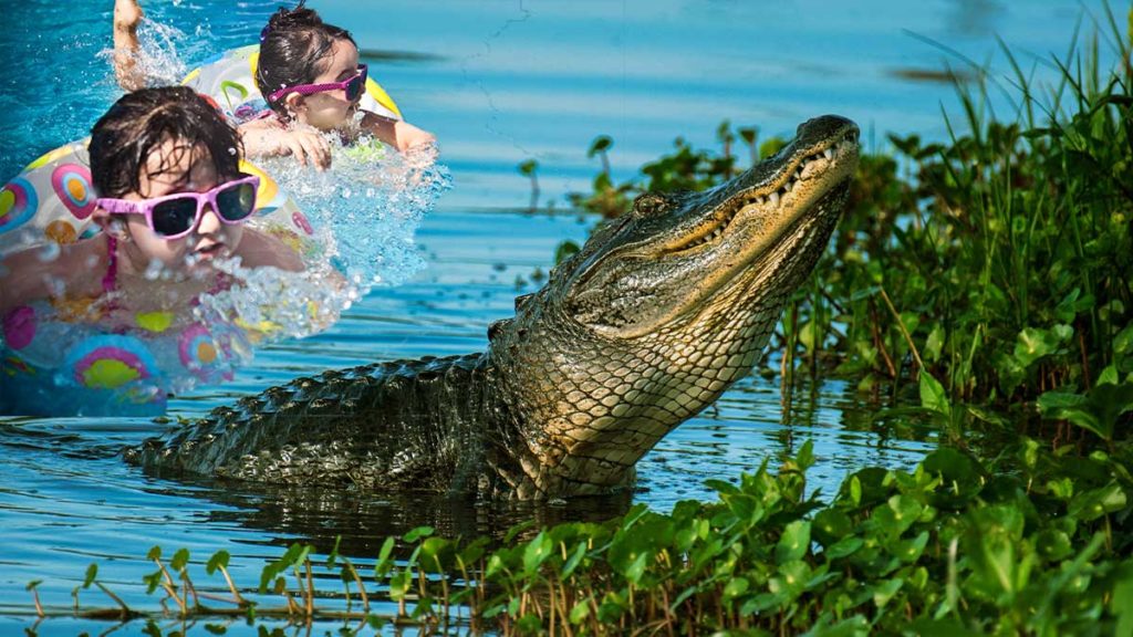 Everglades to convert to water park