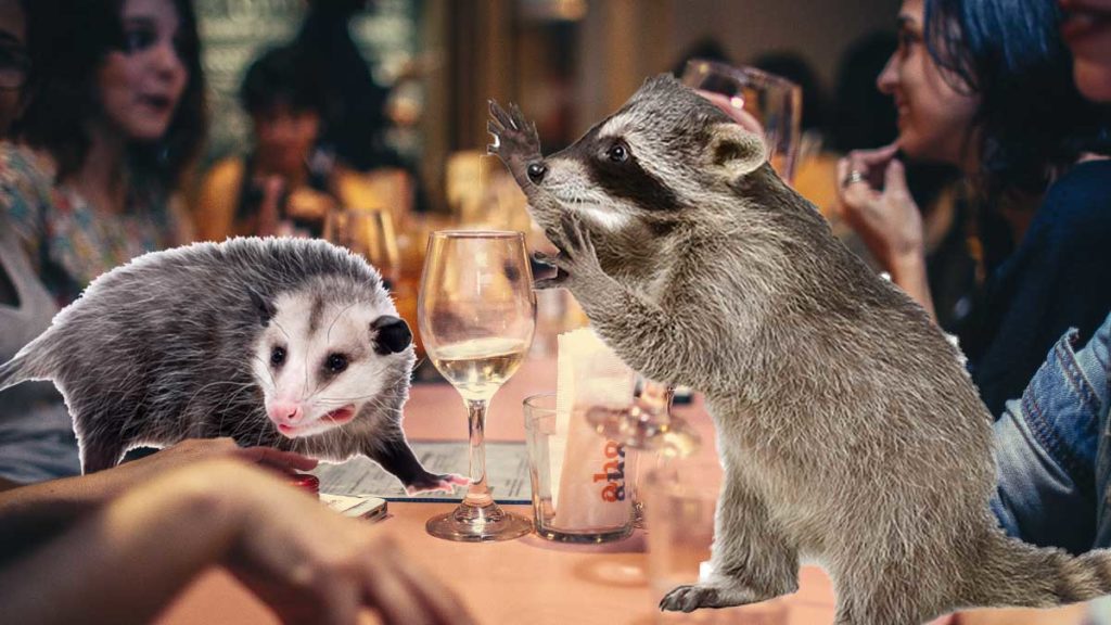 Racoon and Possum Bar opens in St Pete