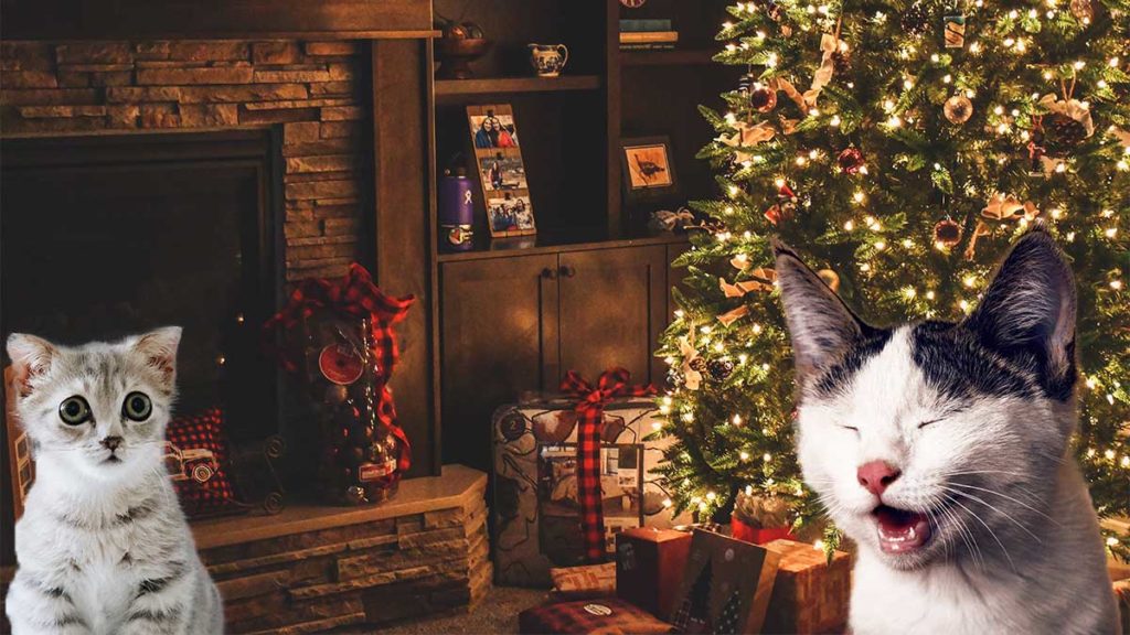 Cat's declare war on christmas
