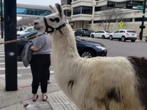 Bank Robbers use Llama as Distraction in Downtown Tampa