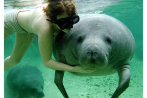 Florida Manatee protection statute re-worded