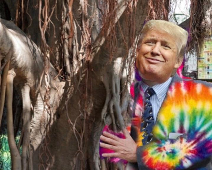 Trump hugs tree