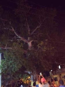 Local tree’s life suddenly a nightmare, due to image of Jesus