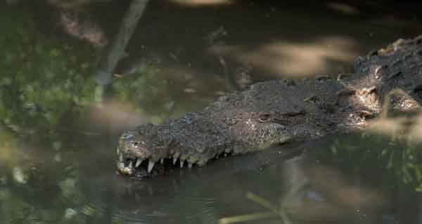 Alligator Canoe Ride