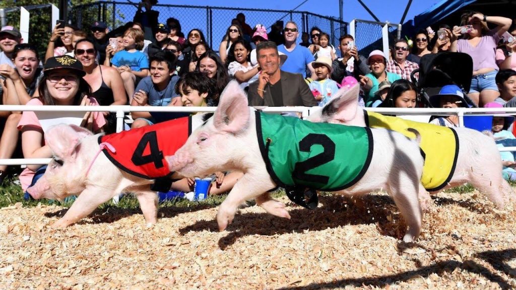 Cowell Pigs