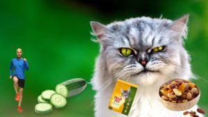 Five health tips that your cat DOES NOT want you to know about