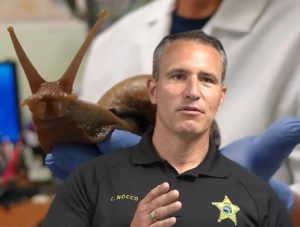 Sting operation fails to catch giant African snails