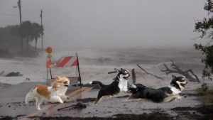Hurricane turns out to be 3 loose dogs