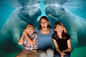 St. Pete woman calls cops on mating manatees