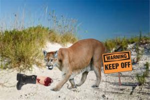 Dune Panther Kills Family in Indian Rocks Beach