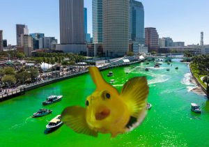 Hillsborough River Fish Really Confused Right Now