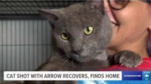 Pinellas County Cat Shot With Arrow: “Is That All You Got?”